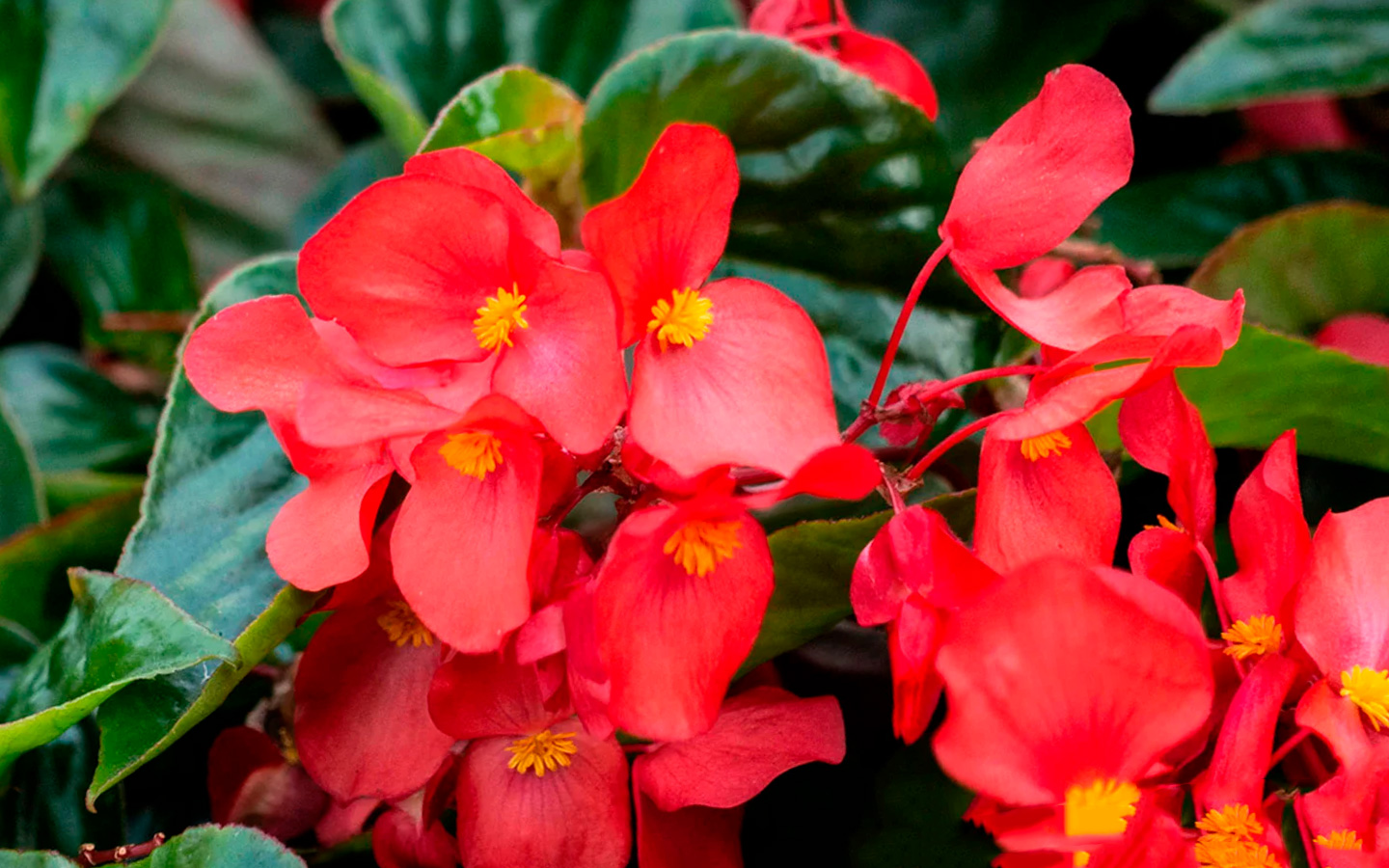 cuidados y como plantar begonias