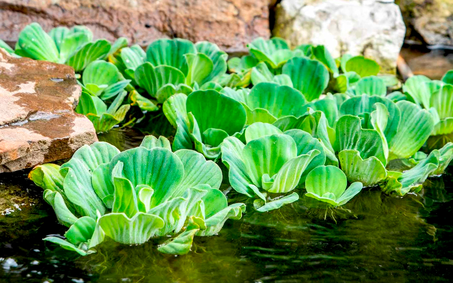 La lechuga de agua es una de las plantas acuaticas